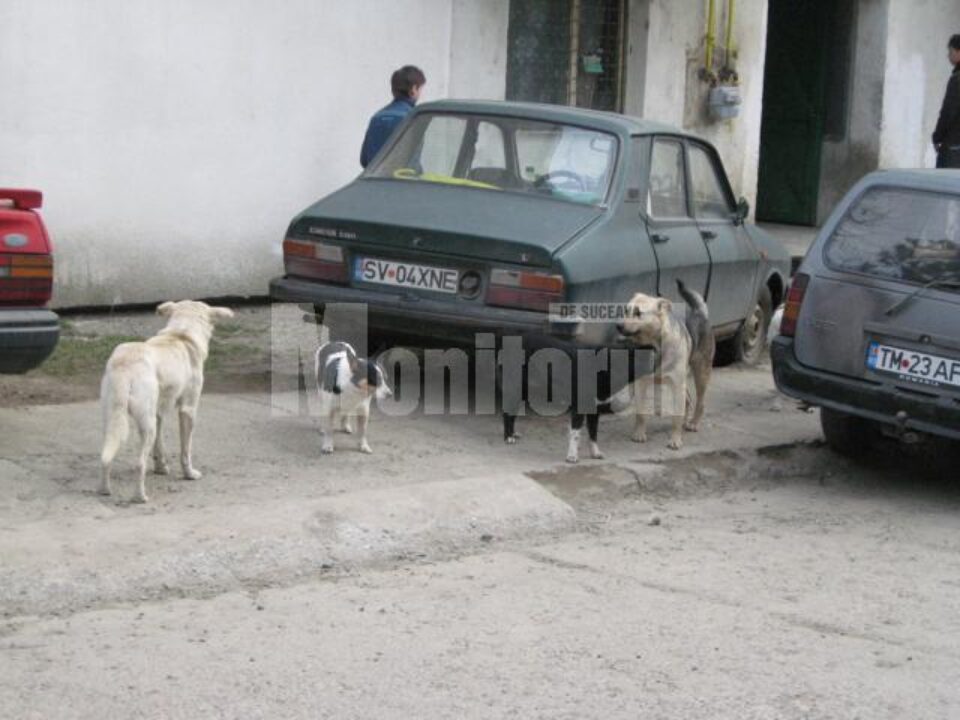 Peste 500 de câini vagabonzi, adunați de pe străzile Sucevei de angajații Primăriei, hoinăresc din nou pe străzi Peste 500 de câini vagabonzi, adunați de pe străzile Sucevei de angajații Primăriei, hoinăresc din nou pe străzi