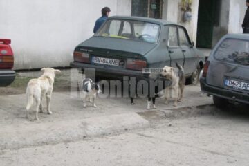 Peste 500 de câini vagabonzi, adunați de pe străzile Sucevei de angajații Primăriei, hoinăresc din nou pe străzi