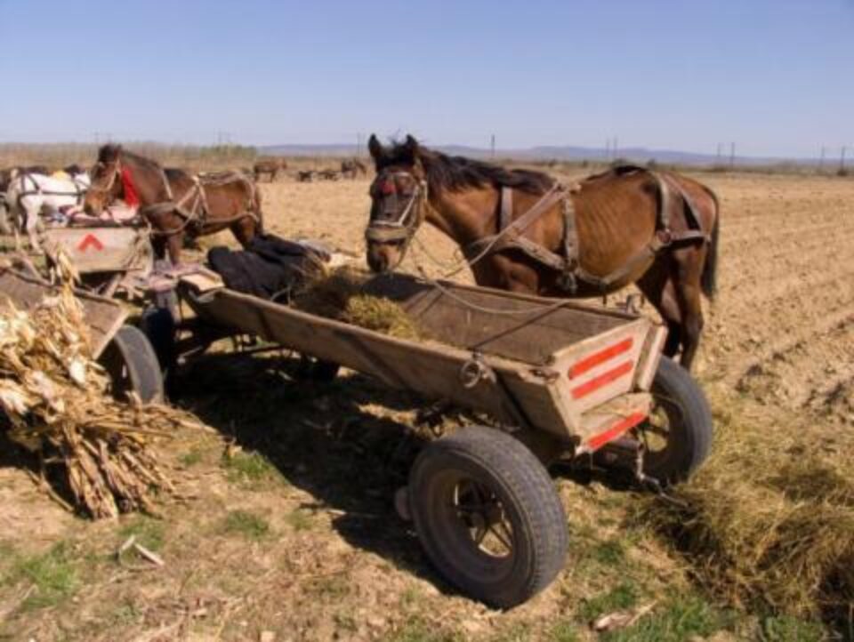 România vrea tratament egal pentru fermieri la subvențiile UE pentru agricultură. Foto: ALAMY