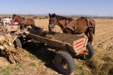 România vrea tratament egal pentru fermieri la subvențiile UE pentru agricultură. Foto: ALAMY
