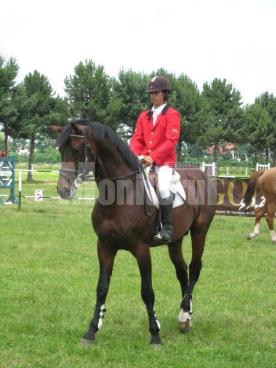 Darius, armăsarul etalon de la Herghelia Neamț