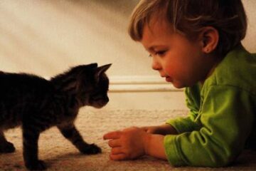 Alergenii purtați de pisici contribuie la creșterea riscurilor de alergii ale pielii. Foto: CORBIS