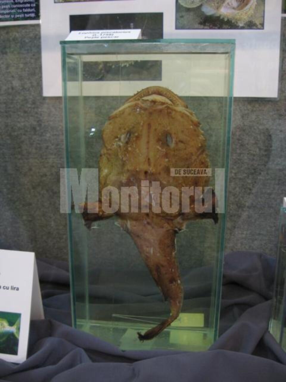 La Muzeul de Științele Naturii: Expoziția „Călătorie în adâncurile mărilor și oceanelor”