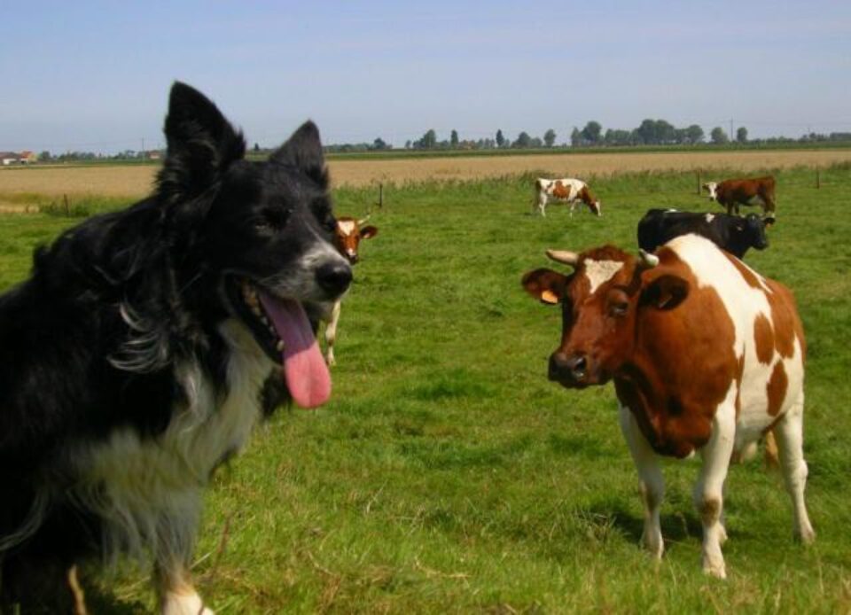 ANSVSA face recomandări pentru diminuarea consecințelor caniculei asupra animalelor. Foto: Elly Kellner