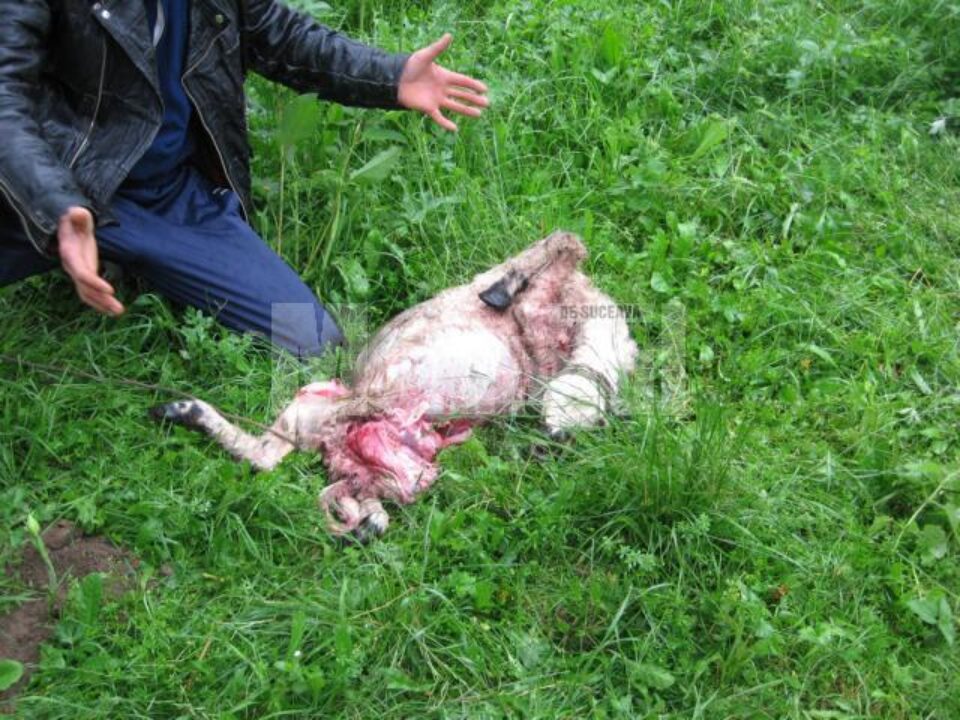Mielul sfâșiat de patrupedele flămânde Mielul sfâșiat de patrupedele flămânde