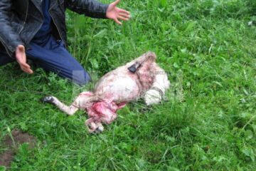 Mielul sfâșiat de patrupedele flămânde