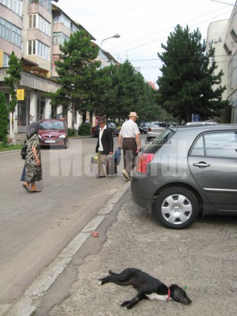 În zona străzii Curtea Domnească au fost otrăviți cel puțin patru câini