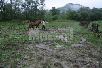 Măsuri: Adomnicăi îi solicită lui Flutur inițierea unei campanii masive de împăduriri