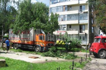 Tot mai multe cazuri de arbori care se rup și cad