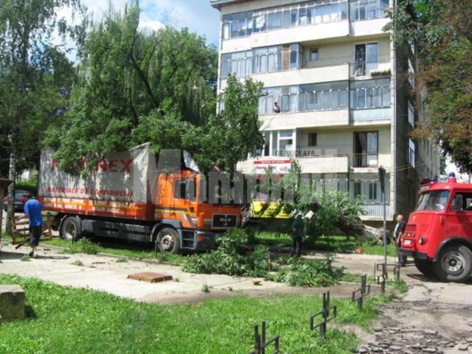 Tot mai multe cazuri de arbori care se rup și cad