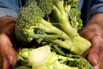 Consumul de broccoli poate elimina distrugerile provocate de diabet vaselor sangvine. Foto: FOODFOLIO