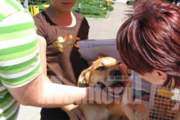 Un cățel și trei pisici și-au găsit stăpâni în urma târgului de adopții