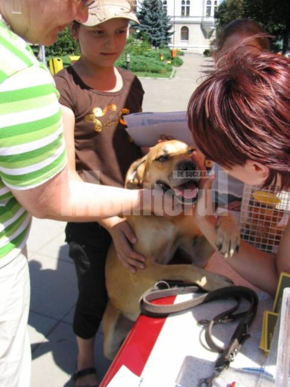 Un cățel și trei pisici și-au găsit stăpâni în urma târgului de adopții Un cățel și trei pisici și-au găsit stăpâni în urma târgului de adopții