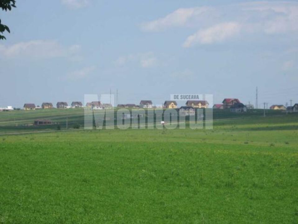 Vilele au apărut una lângă alta pe dealurile din Șcheia