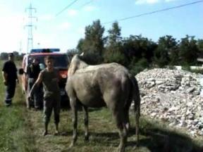 După aproape o oră, pompierii au reușit să scoată calul la mal