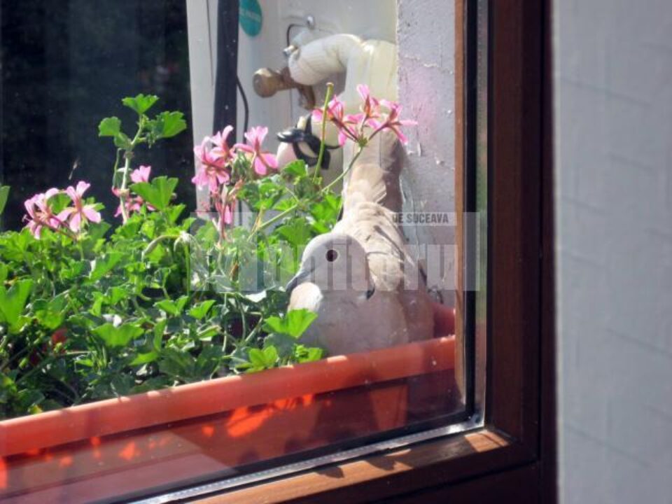 Semn: Turturică în geam la Flutur
