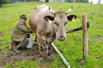 În prezent, doar circa 45% din laptele necesar procesatorilor este conform normelor UE Foto: ALAMY