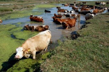 În România, bunăstarea animalelor nu este o prioritate. Foto: MEDIAFAX