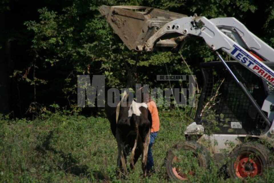 Una dintre bovinele care nu se mai putea ‚ine pe picioare, ridicată cu un excavator Una dintre bovinele care nu se mai putea ‚ine pe picioare, ridicată cu un excavator
