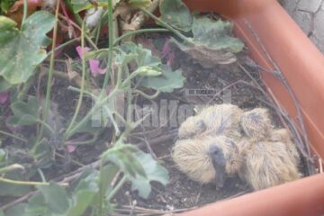 Semn bun: Turturica lui Flutur „a făcut” doi pui