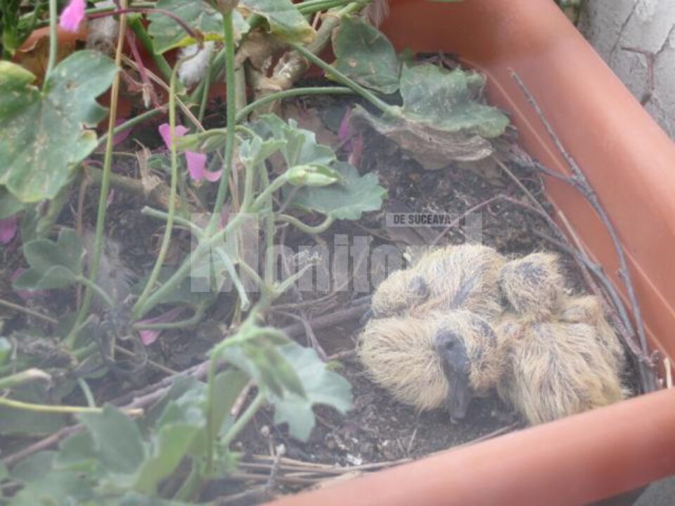 Semn bun: Turturica lui Flutur „a făcut” doi pui