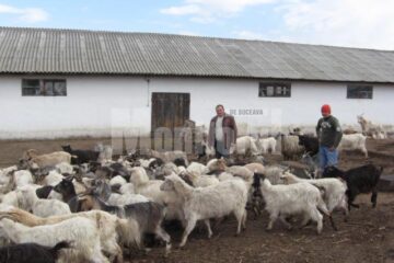 Octavian Cuzencu la ferma sa, in martie