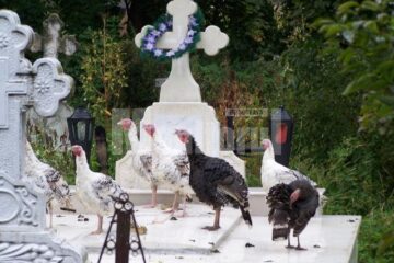 La Costâna: Cimitir transformat în crescătorie de păsări