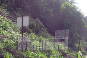 Deși prețul lemnului a scăzut în ultima perioadă, unele firme din industria prelucrării lemnului dau faliment