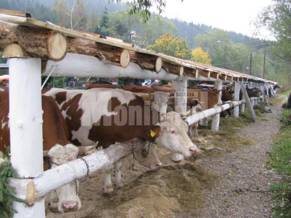 Ediția a X-a a Târgului Lăptarilor