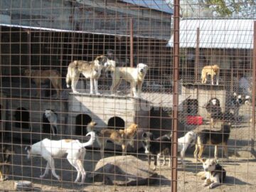 Cainii din adapost s-au imprietenit cu pisicile intruse