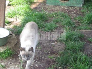 Birmaneza care traieste de doi ani in mijlocul cainilor de la adapost