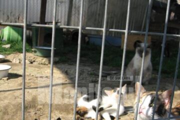 14 pisici au adăpostul amenajat alături de cele ale câinilor care mișună peste tot în jur