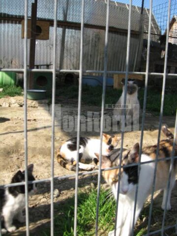 Pisicile traiesc relaxate in mijlocul a 1200 de caini