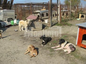 Cainii din adapost s-au imprietenit cu pisicile intruse