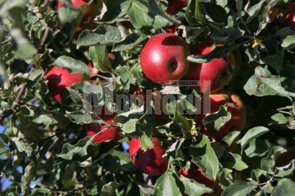 Mere din livada lui Ion Florea