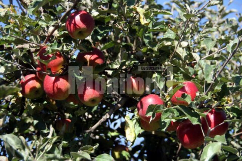 Mere din livada lui Ion Florea