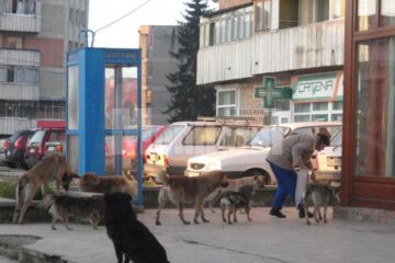 Câinii, motiv de dispută între vecini