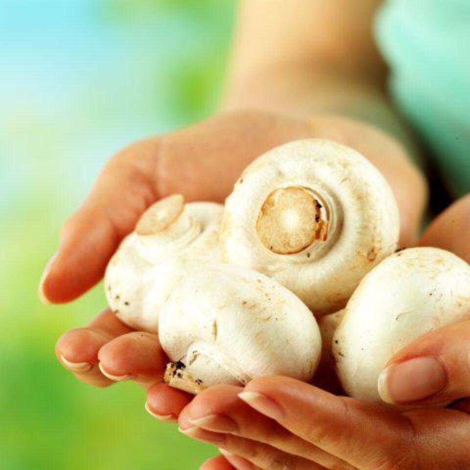 Ciupercile, un superaliment. Foto: Food and Drinks