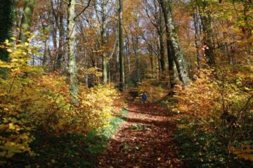 În vechime, oamenii credeau că Brumărelul acoperea toată natura cu brumă. Foto: Alfred Borchard