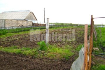 Creșterea melcilor, o afacere fără prea mare succes în județul Suceava