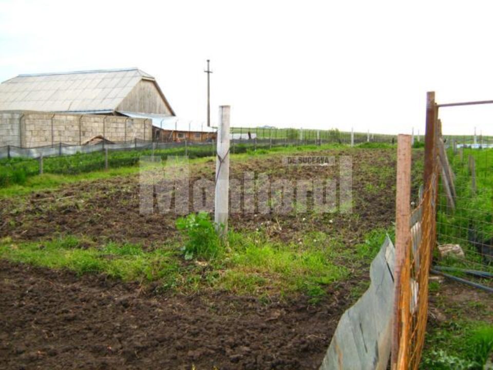 Creșterea melcilor, o afacere fără prea mare succes în județul Suceava Creșterea melcilor, o afacere fără prea mare succes în județul Suceava