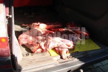 Dosar penal: Suspecții braconajului de la „Codrii Voievodesei”, identificați de poliție