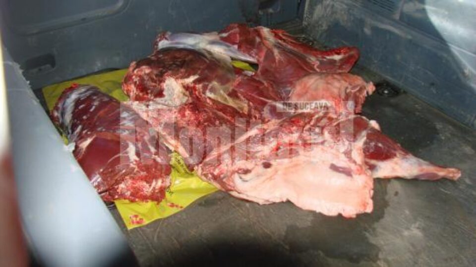 Cei doi au tranșat și împărțit vânatul, o parte din carne fiind găsită în mașina unuia dintre ei