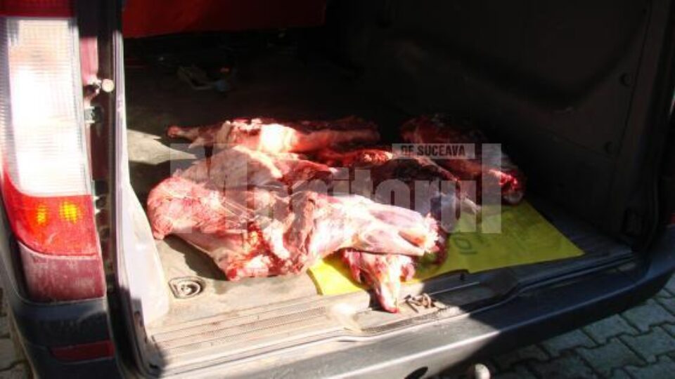 Cei doi au tranșat și împărțit vânatul, o parte din carne fiind găsită în mașina unuia dintre ei
