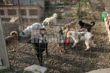 Câini în adăpostul din lunca Sucevei