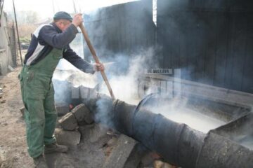 „Protecția” animalelor: Peste o mie de câini comunitari, înfometați în adăpostul din lunca Sucevei