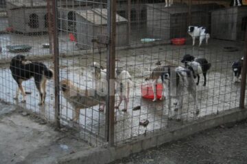 „Protecția” animalelor: Peste o mie de câini comunitari, înfometați în adăpostul din lunca Sucevei