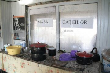 „Protecția” animalelor: Peste o mie de câini comunitari, înfometați în adăpostul din lunca Sucevei