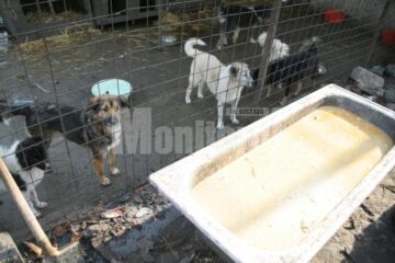 „Protecția” animalelor: Peste o mie de câini comunitari, înfometați în adăpostul din lunca Sucevei