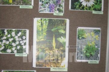 Expoziții: „Lumea florilor” și artizanat chinezesc, la Muzeul de Științele Naturii